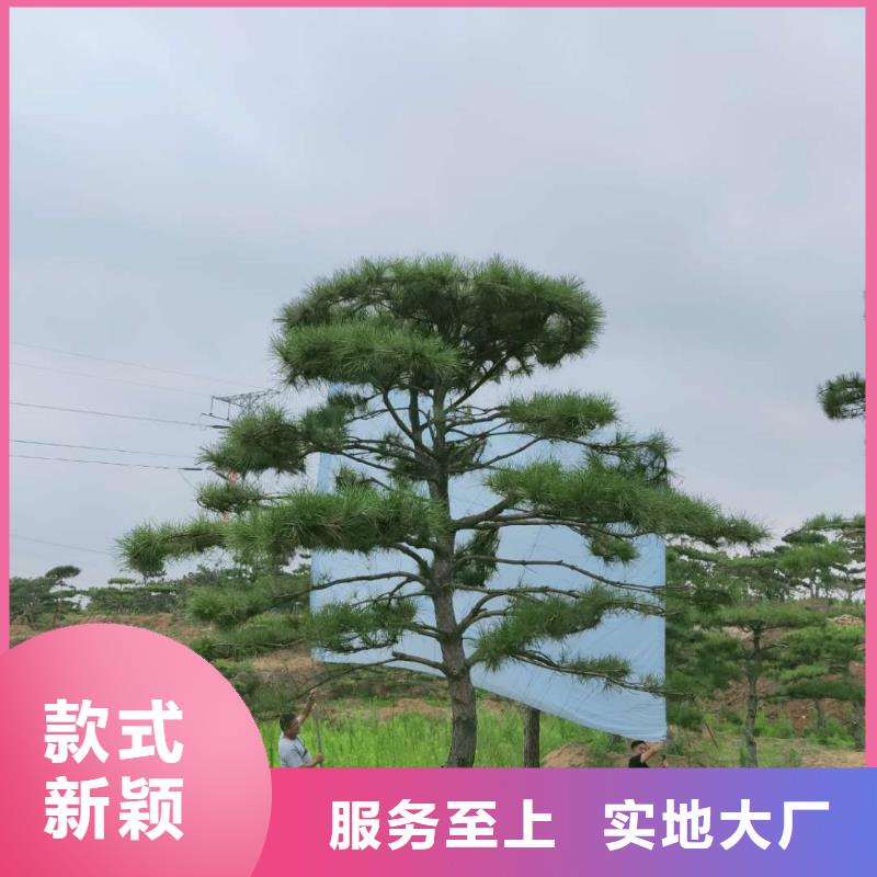 造型松_迎客松卓越品質(zhì)保障