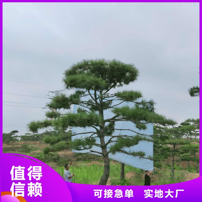 造型松古樁一站式供應(yīng)廠家