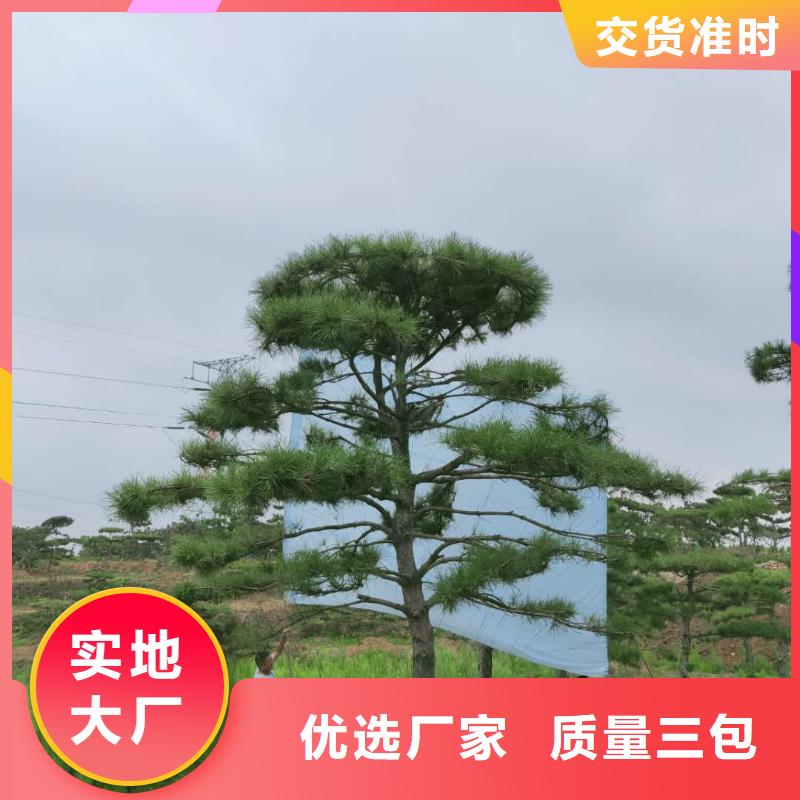 造型松奇石用品質(zhì)說話