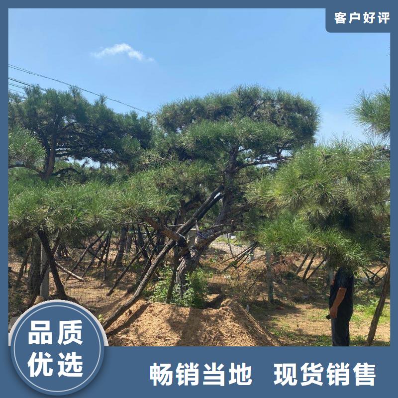 造型松黑松有實力有經(jīng)驗