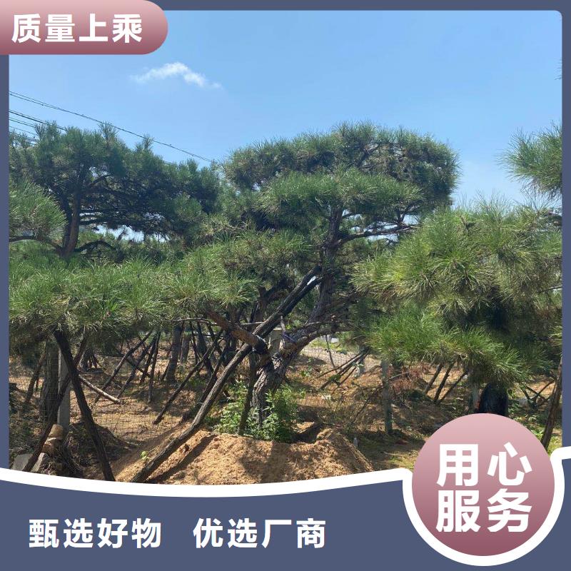 造型松專業(yè)的生產(chǎn)廠家