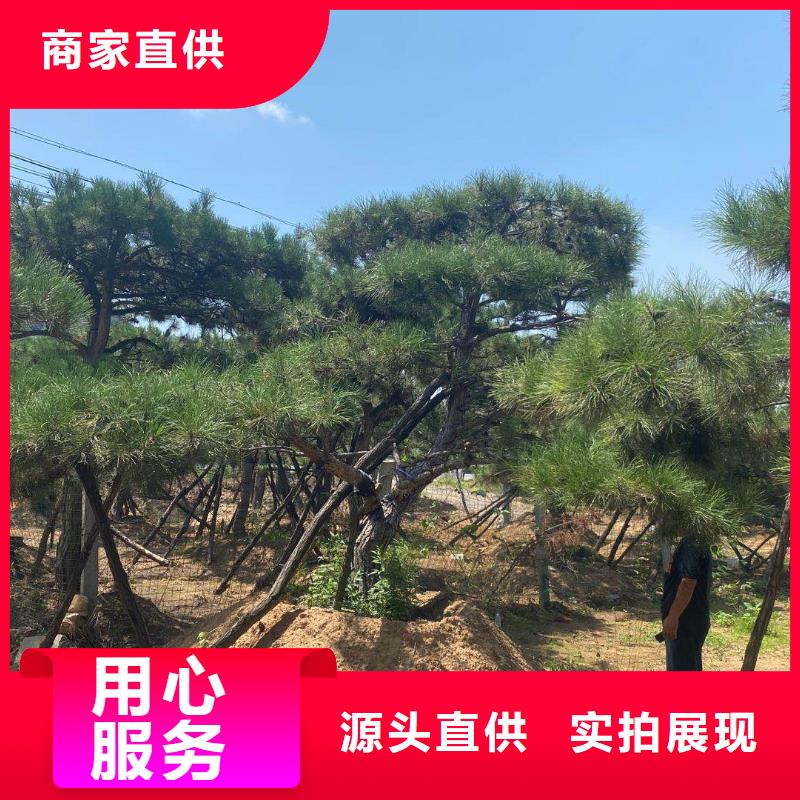 造型松古樁一站式供應(yīng)廠家
