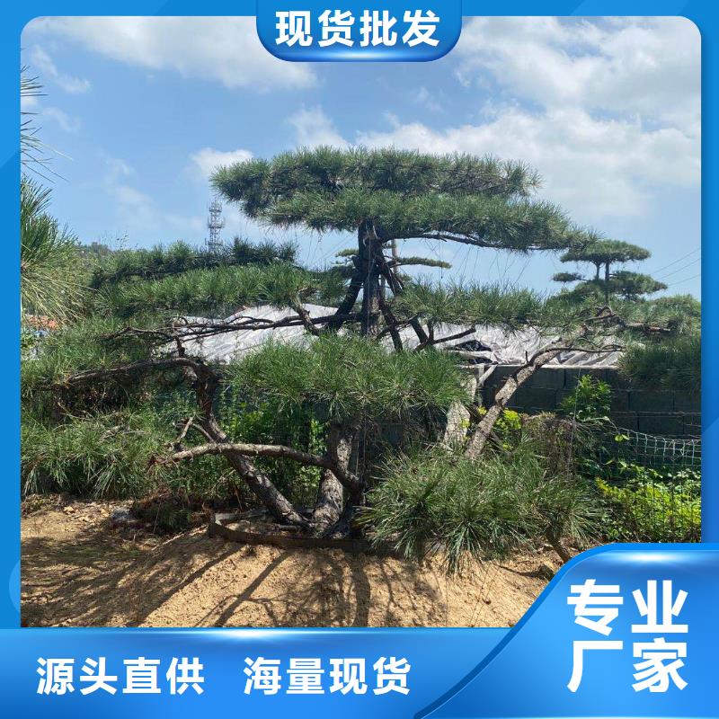 造型松黑松有實(shí)力有經(jīng)驗(yàn)