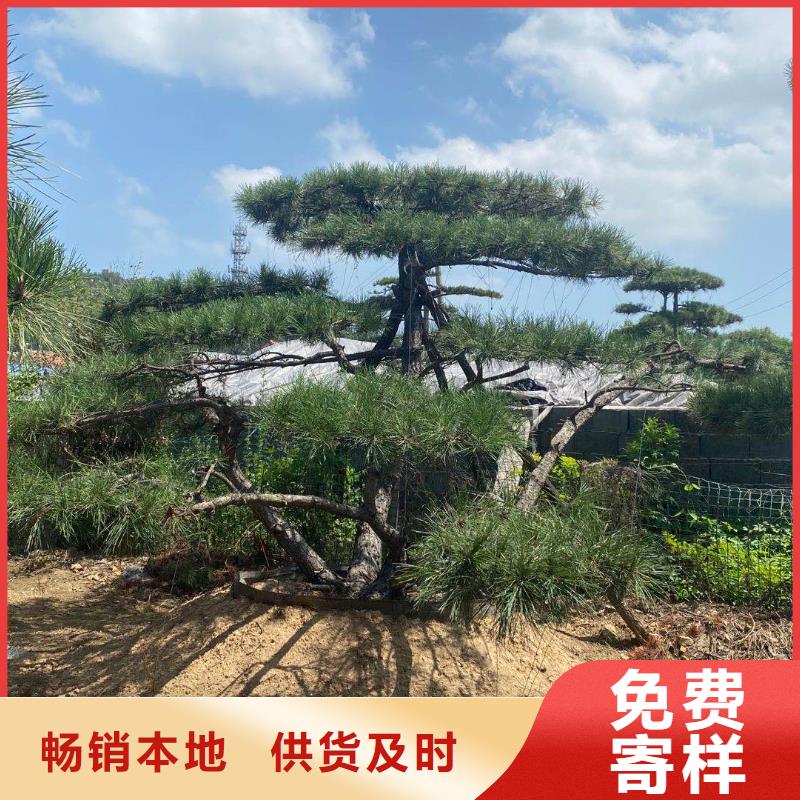 造型松黑松有實力有經(jīng)驗