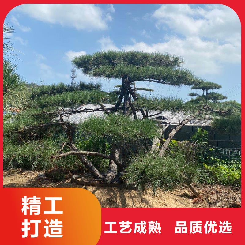 造型松古樁一站式供應(yīng)廠家
