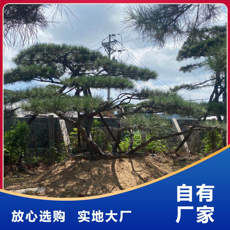 造型松古樁一站式供應(yīng)廠家