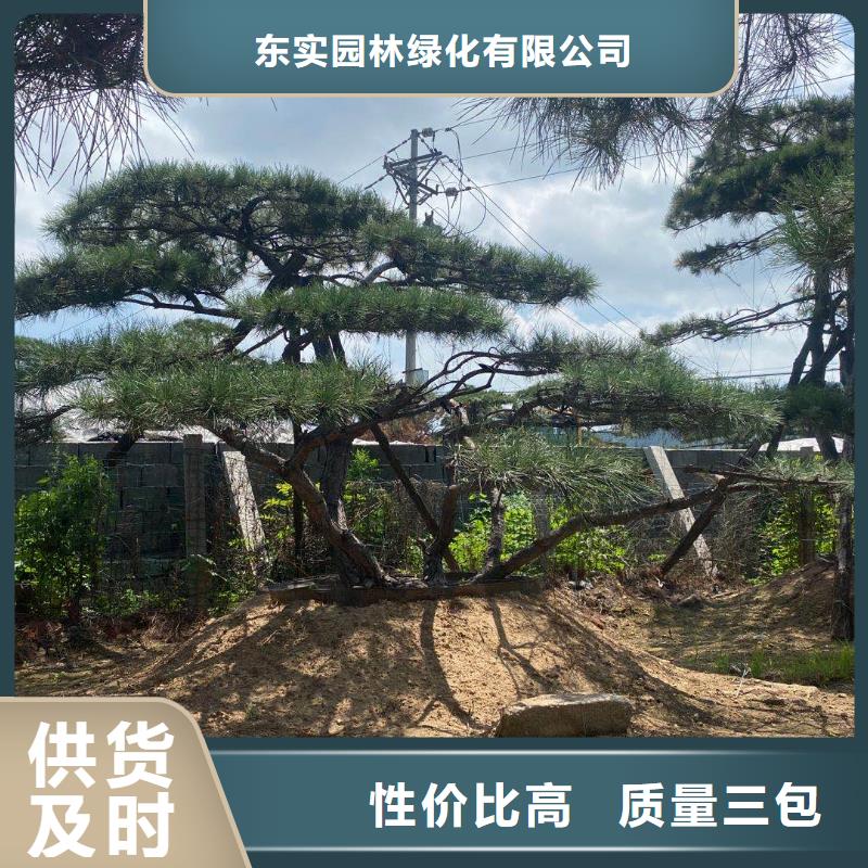 造型松黑松有實(shí)力有經(jīng)驗(yàn)