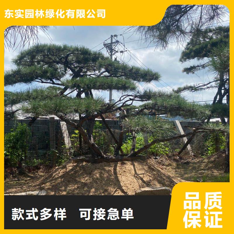 造型松古樁一站式供應(yīng)廠家