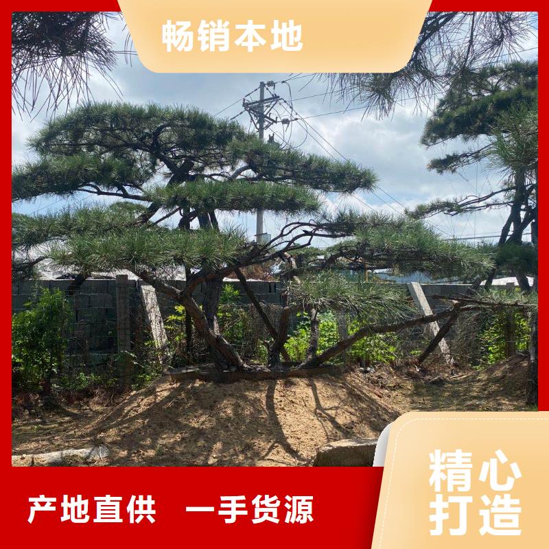造型松黑松有實力有經(jīng)驗