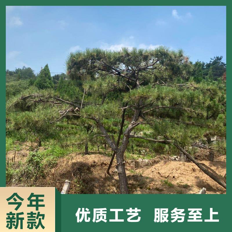 造型松黑松有實(shí)力有經(jīng)驗(yàn)