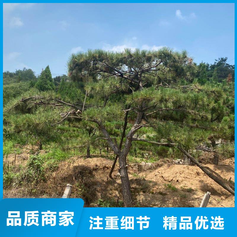 造型松,奇石行業(yè)優(yōu)選
