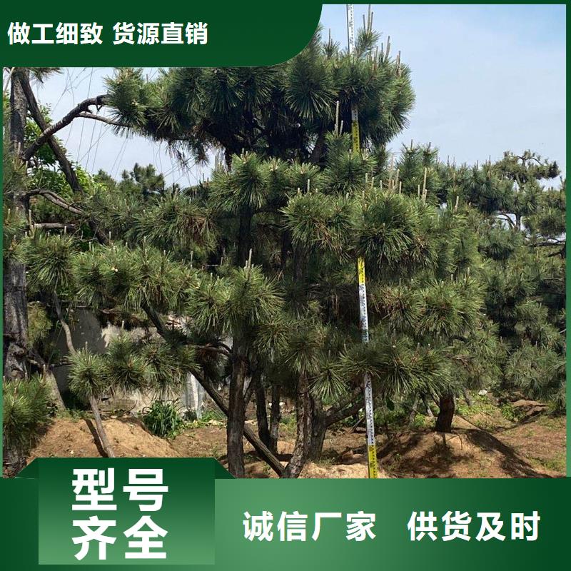 造型松黑松有實力有經(jīng)驗