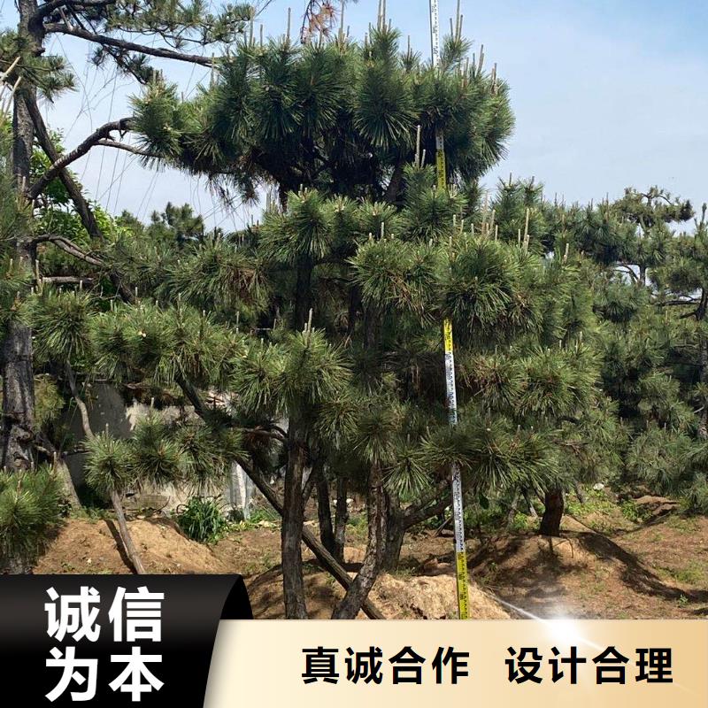 造型松黑松有實(shí)力有經(jīng)驗(yàn)