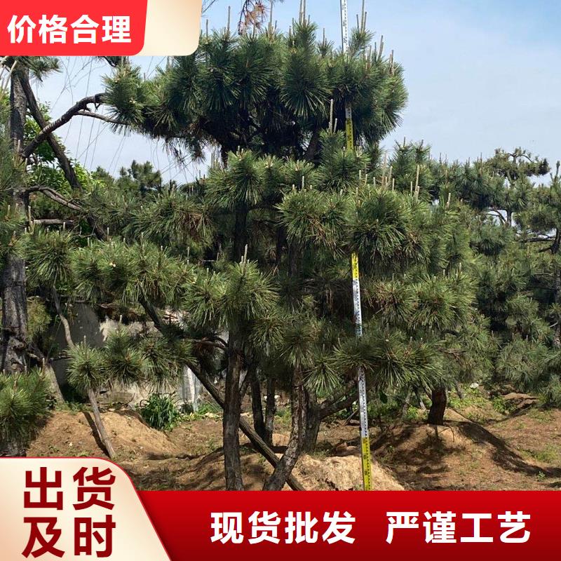 造型松古樁一站式供應(yīng)廠家