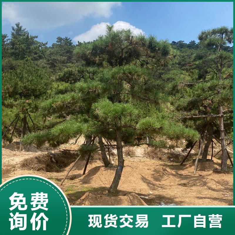 造型松黑松有實(shí)力有經(jīng)驗(yàn)