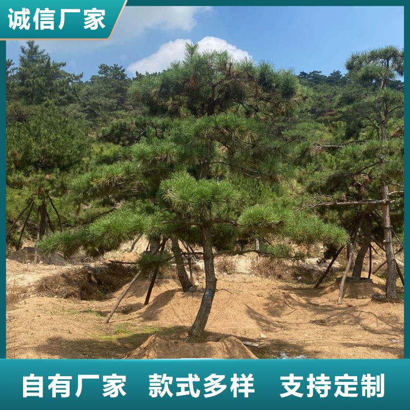 造型松古樁一站式供應(yīng)廠家
