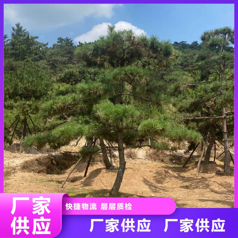 造型松專業(yè)的生產(chǎn)廠家
