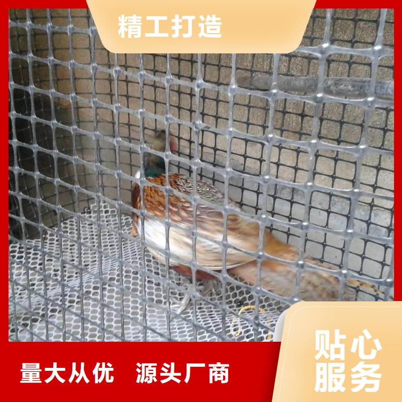 双向塑料土工格栅三维土工网垫货到付款
