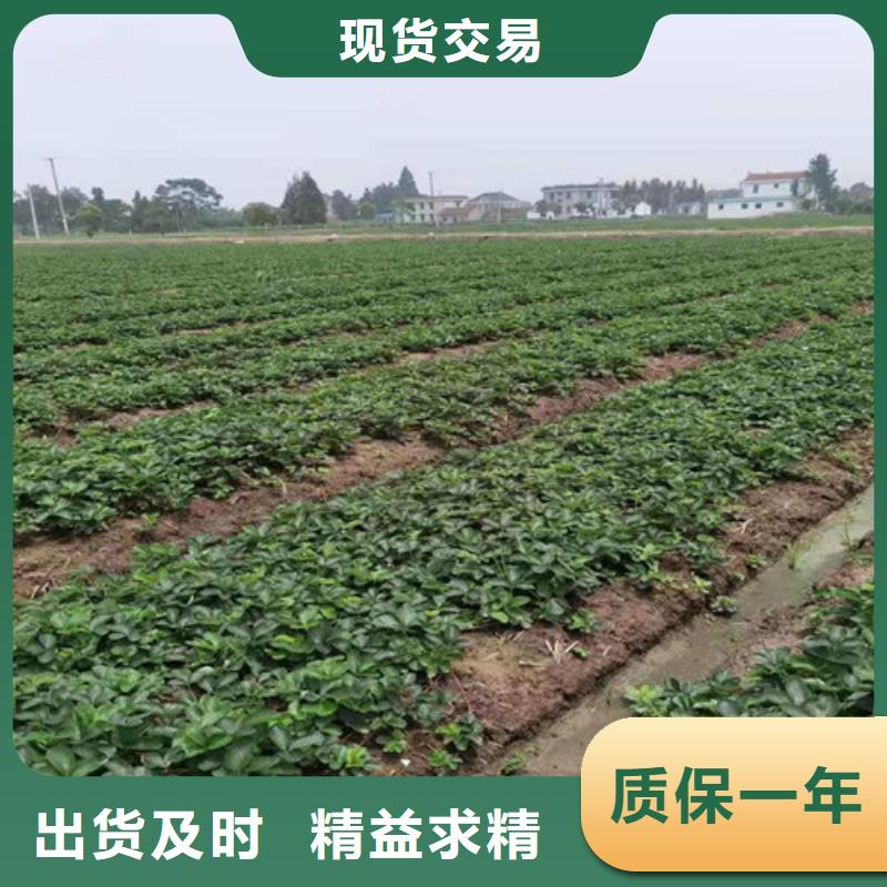 草莓苗,櫻桃樹苗精工打造