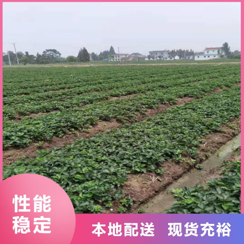 草莓苗桃树苗出货及时
