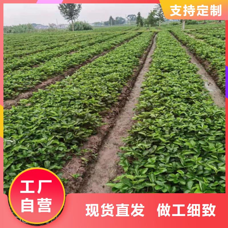 草莓苗花椒苗精选优质材料