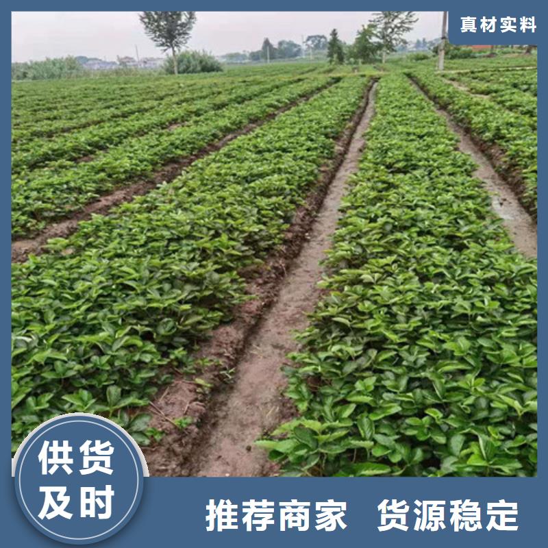 草莓苗,櫻桃樹苗精工打造