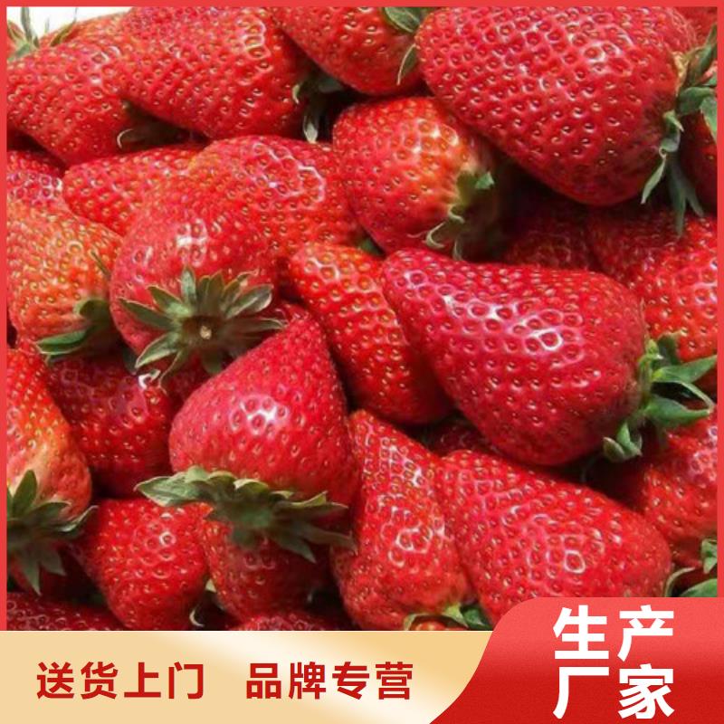 草莓苗,櫻桃樹苗精工打造