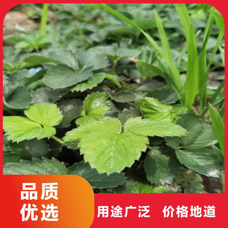 草莓苗桃樹苗品質(zhì)不將就
