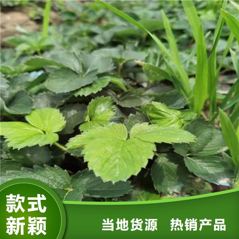 草莓苗樱桃苗质量优价格低