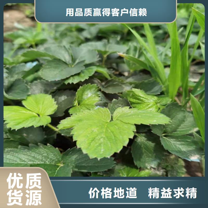 草莓苗_大金星山楂苗层层质检
