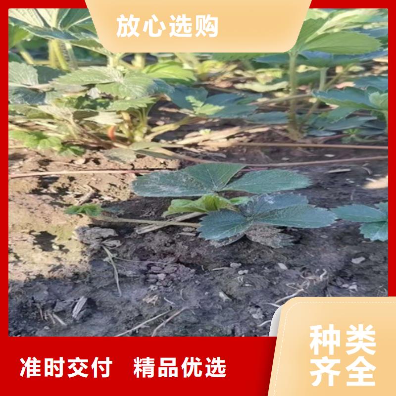 草莓苗櫻桃樹苗款式多樣