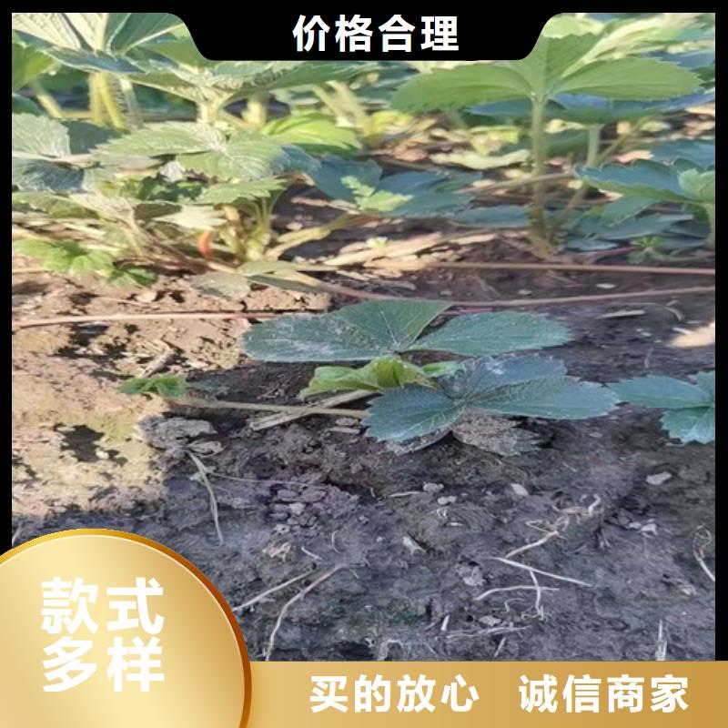 草莓苗冬棗苗精選廠家好貨