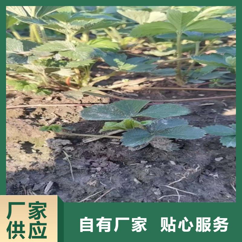 草莓苗樱桃苗质量优价格低