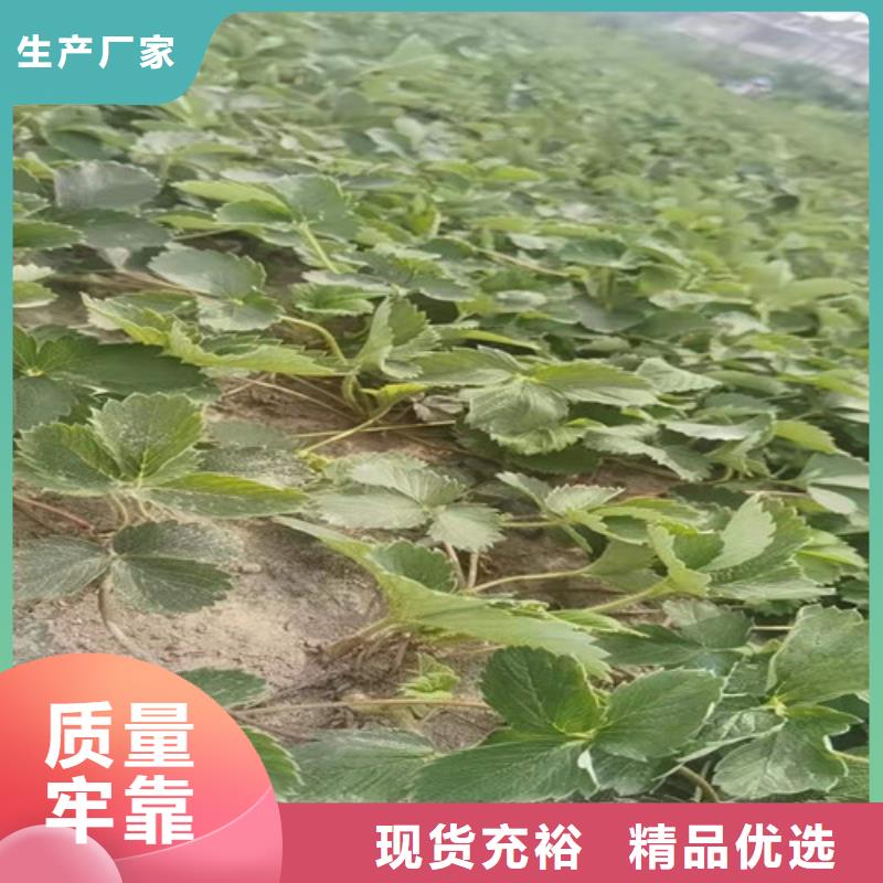 草莓苗,櫻桃苗生產(chǎn)經(jīng)驗(yàn)豐富