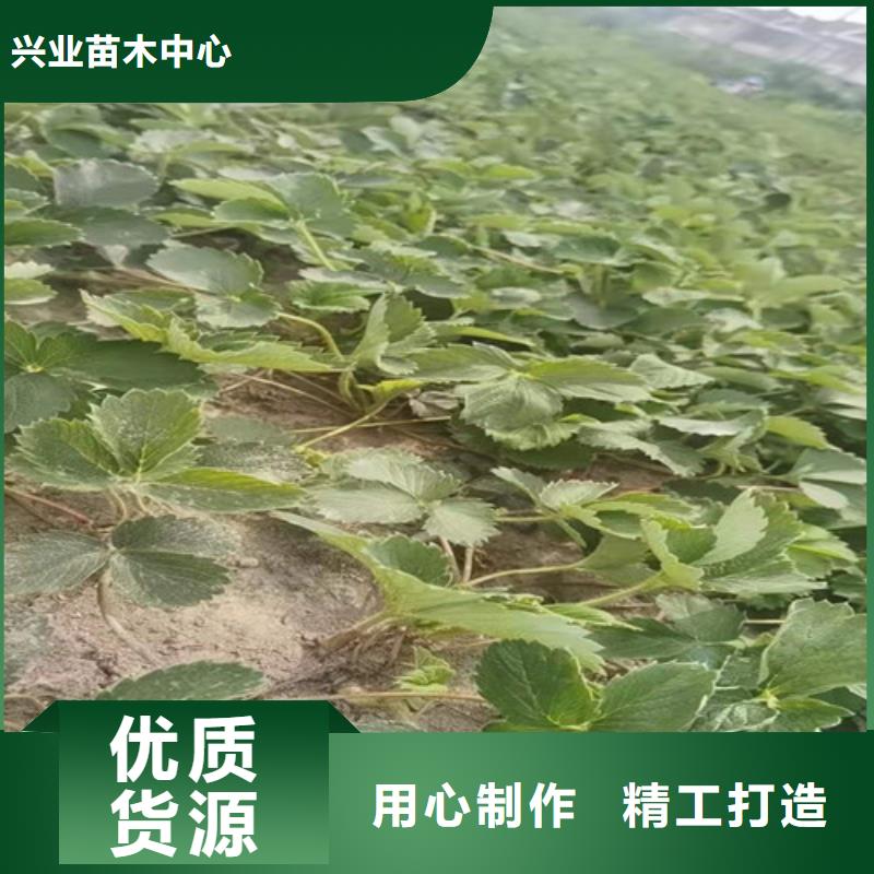 草莓苗_金銀花苗品質(zhì)卓越