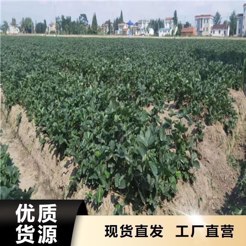 草莓苗冬棗苗拒絕中間商
