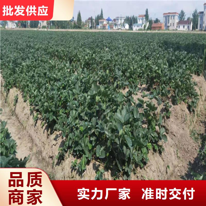 草莓苗_金銀花苗品質(zhì)卓越