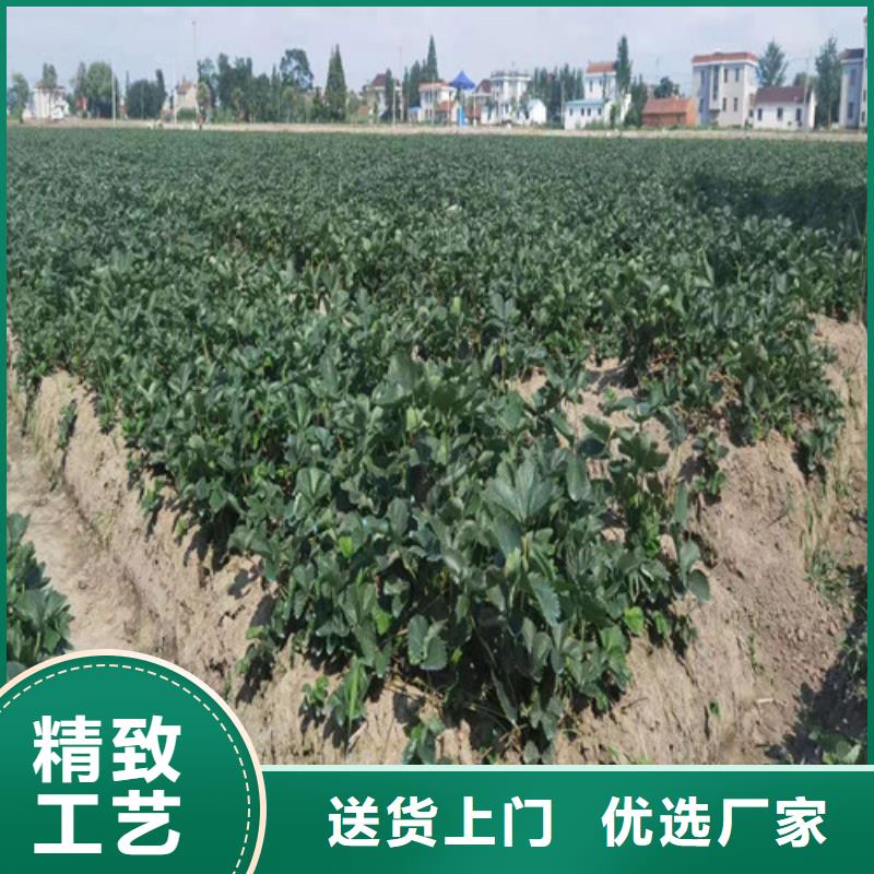 草莓苗杏苗多家仓库发货