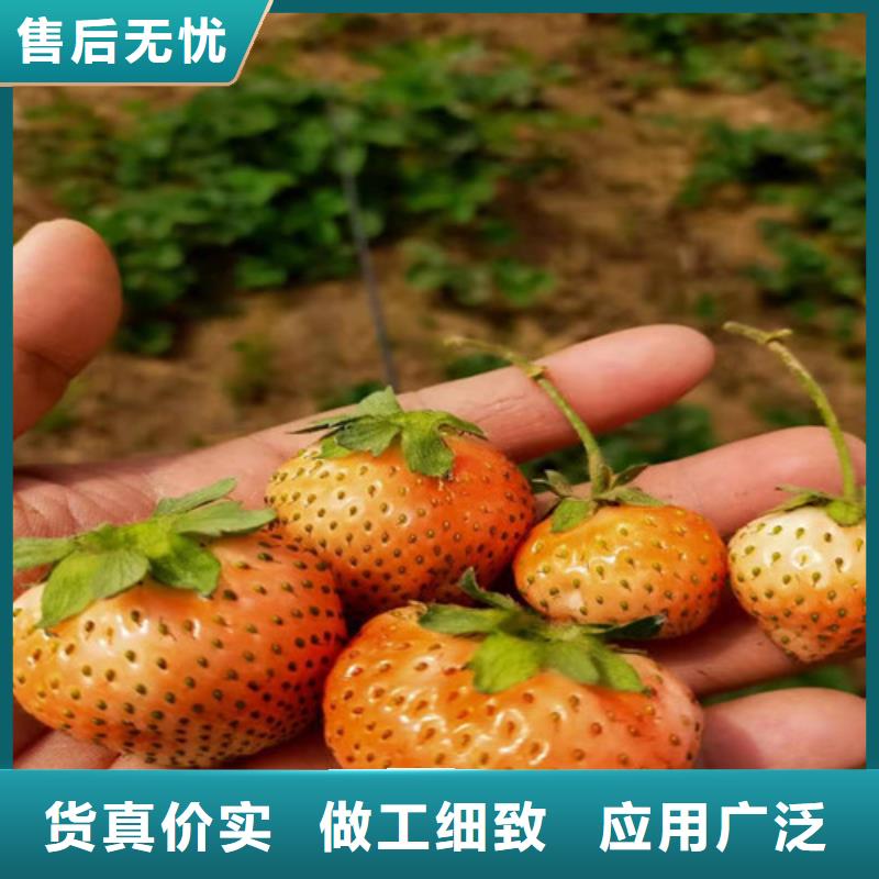 草莓苗1公分杏樹苗優(yōu)選好材鑄造好品質(zhì)