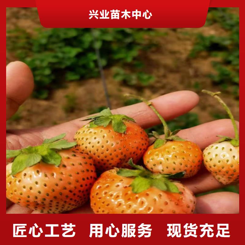 草莓苗,櫻桃樹苗精工打造