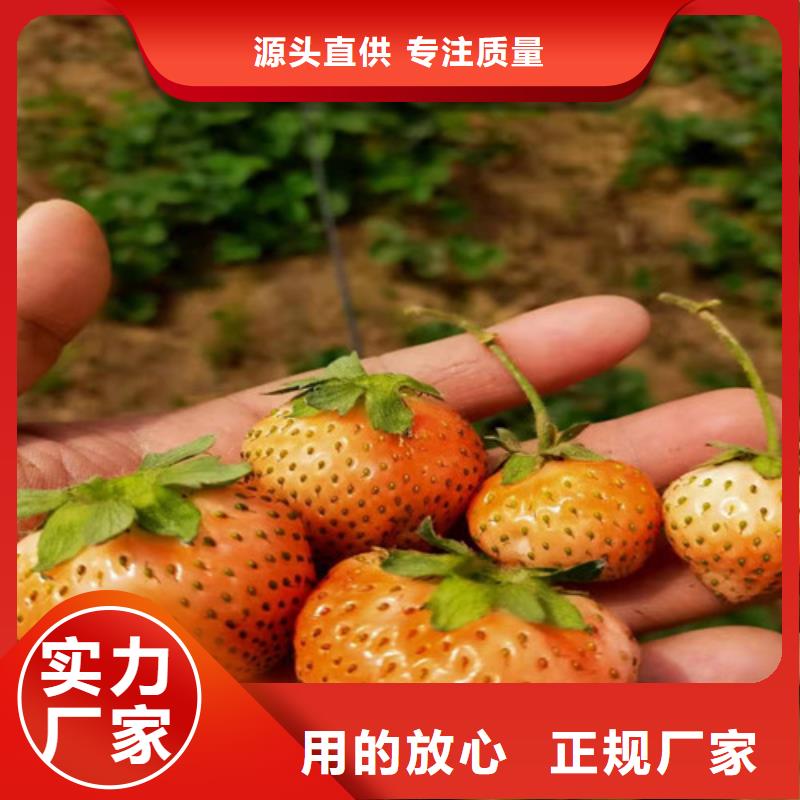 草莓苗_山楂樹苗卓越品質(zhì)保障