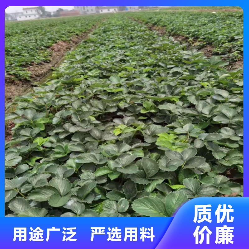 草莓苗核桃苗大庫存無缺貨危機