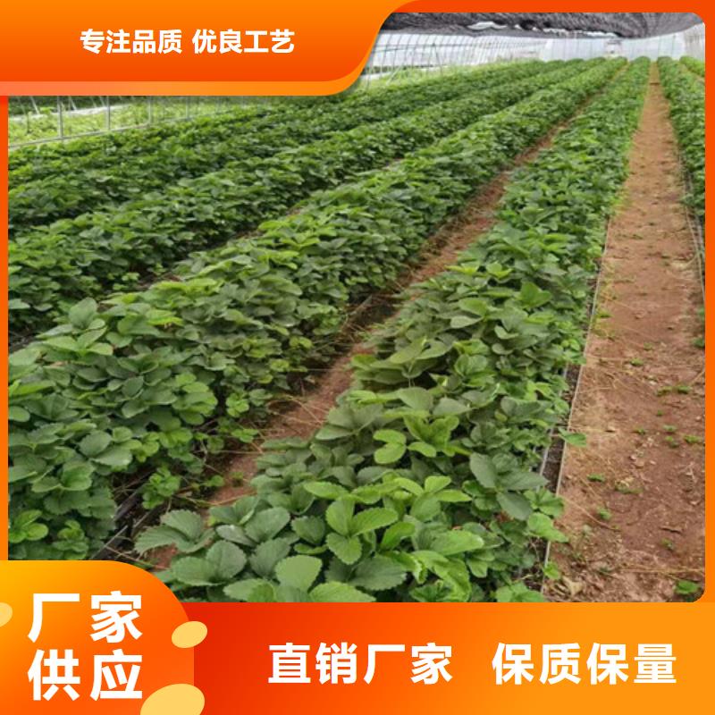 草莓苗珍珠油杏符合标准