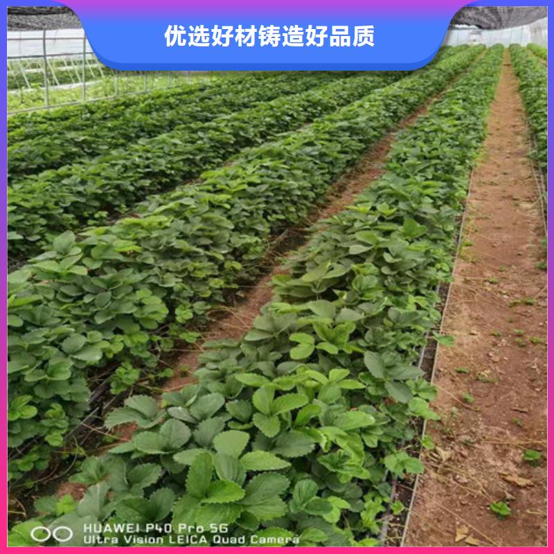 奶油草莓苗