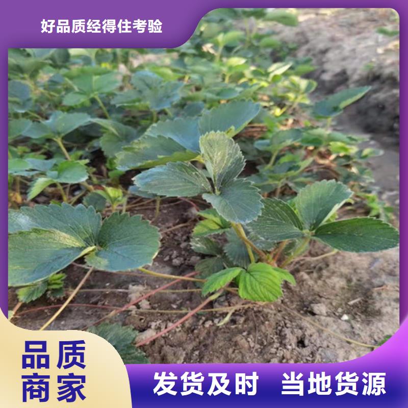 草莓苗香椿树苗甄选好厂家