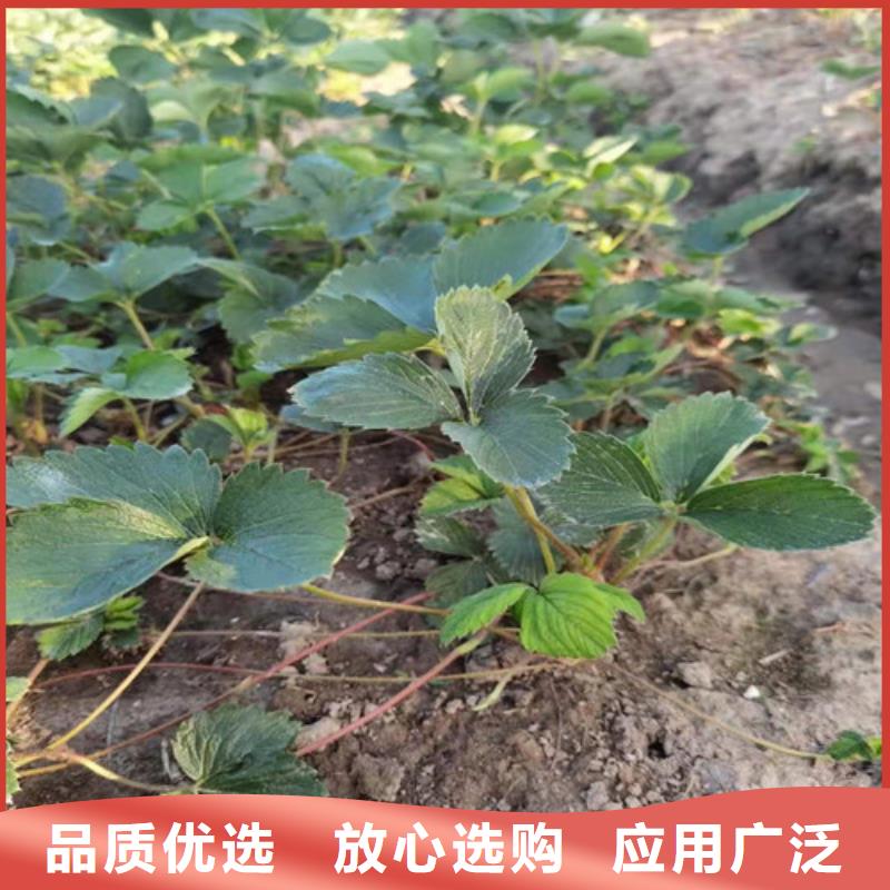 草莓苗杏苗多家仓库发货