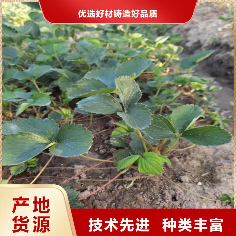 草莓苗櫻桃樹苗款式多樣