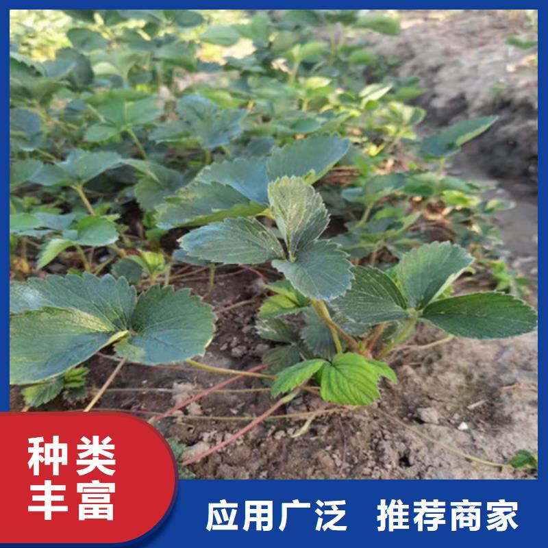 草莓苗核桃苗大庫存無缺貨危機