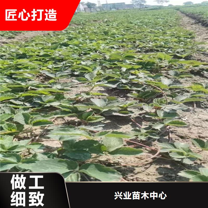 草莓苗_金銀花苗品質(zhì)卓越