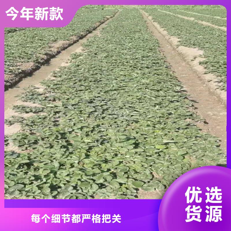 草莓苗蘋(píng)果苗粘木真材實(shí)料